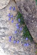 Campanula cochlearifolia